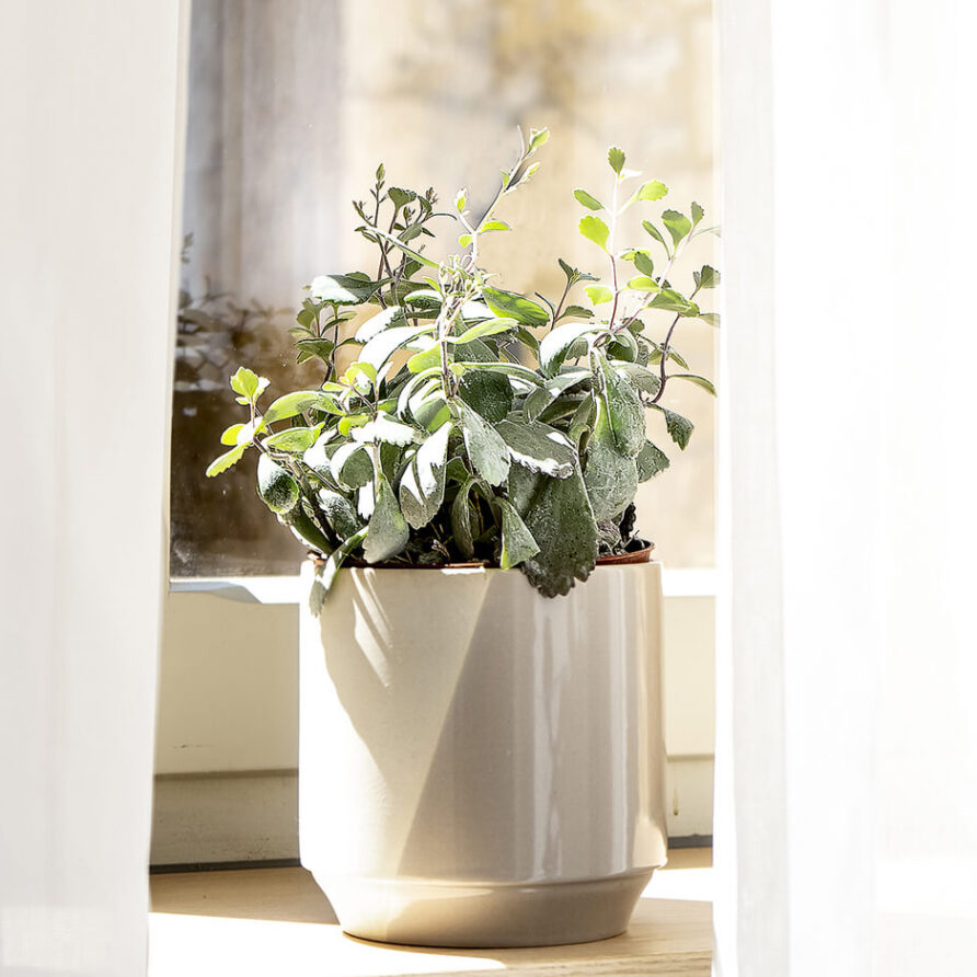 La chambre cosy de l'Atelier - Vue de la fenêtre